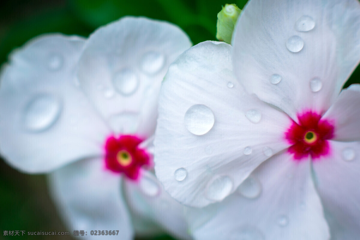 露珠 水珠 露水 美丽鲜花 漂亮花朵 花卉 白色 花朵 上 花草树木 生物世界 蓝色