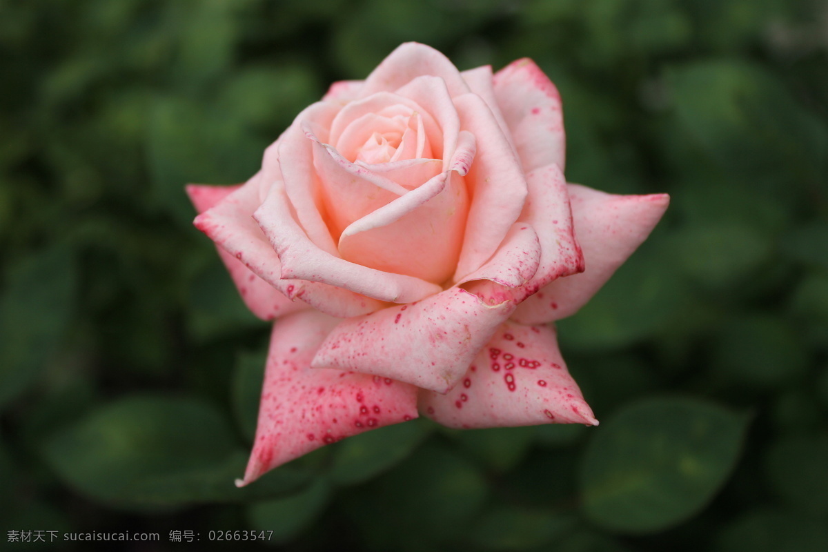 月季 春天 粉色 花草 花朵 花卉 玫瑰 生物世界 月季花 psd源文件