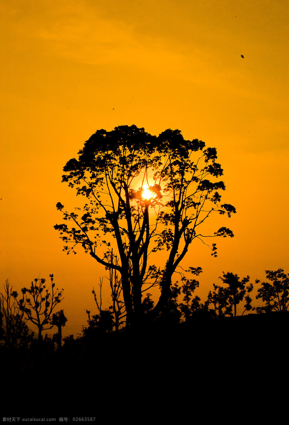 剪影免费下载 剪影 树木 夕阳 自然风景 自然景观 橙色天空 psd源文件