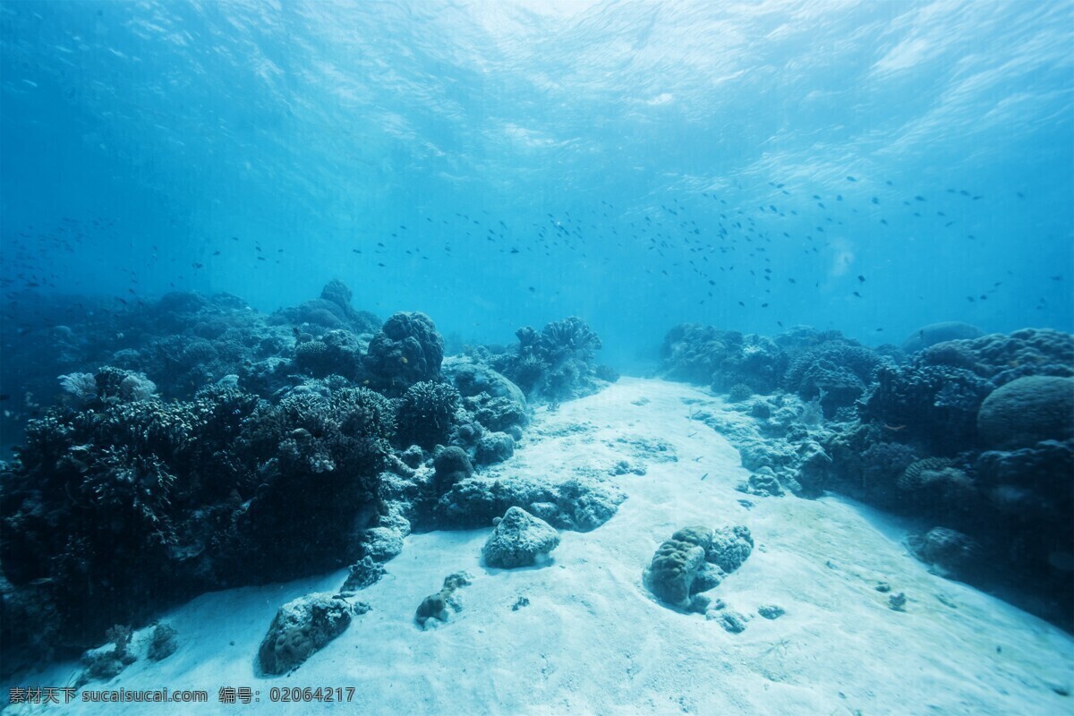 海底世界图片 珊瑚 海底世界 海鱼 鱼群 海底鱼群 水中鱼群 海中鱼群 水底鱼群 小鱼 鱼儿 海洋鱼群 海底 海中 海洋 唯美鱼群 炫彩鱼群 渔业 捕鱼 海上作业 水下鱼群 水下摄影 水下拍摄 成群结队 一群鱼 生物世界 海洋生物