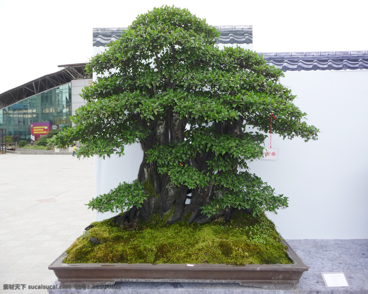 盆景 景观 园艺 艺术 作品 树木树叶 生物世界