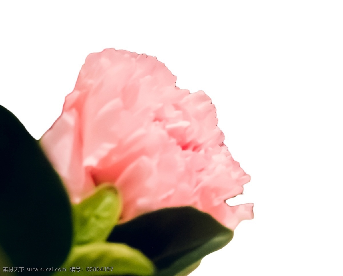 粉色 绚丽多彩 花朵 春花烂漫 群芳满园 娇娆 婀娜多姿 芳香四溢 花香袭人 花枝招展 娇媚 鲜艳 浪漫娇巧迷人 孤芳自赏