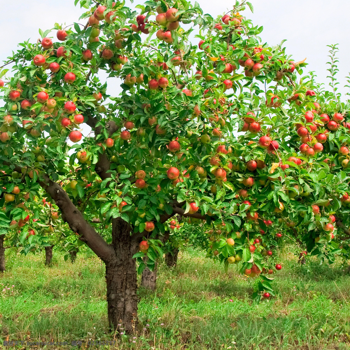 苹果树 苹果 水果 果园 绿叶 叶子 草地 生物世界
