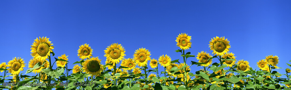 超大宽屏花草 鲜花 绿草 蓝天 白云 高清 野外 大图 宽图 清新 新鲜 绿色 红花黄花 向阳花 向日花 菊花 玫瑰 小河 村庄 生物世界