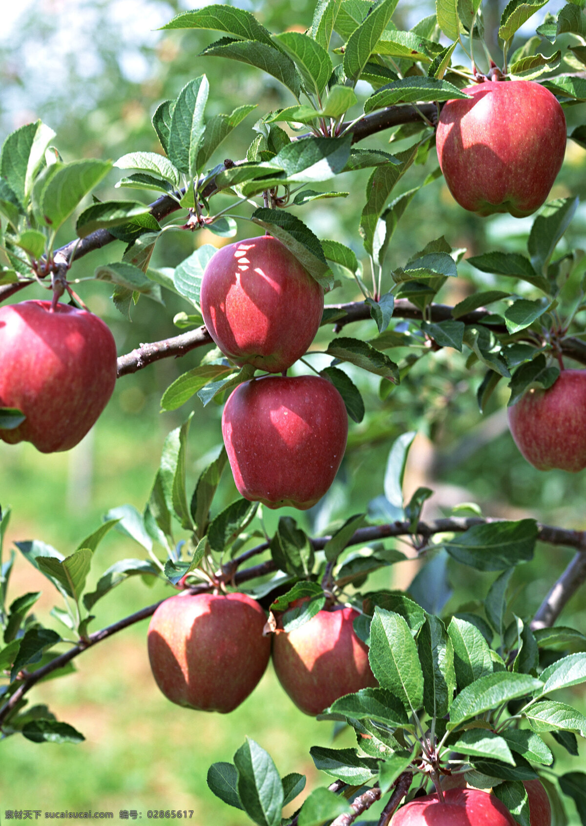 蔬菜 瓜果 挂 枝头 上 红苹果 苹果图片 风景 生活 旅游餐饮