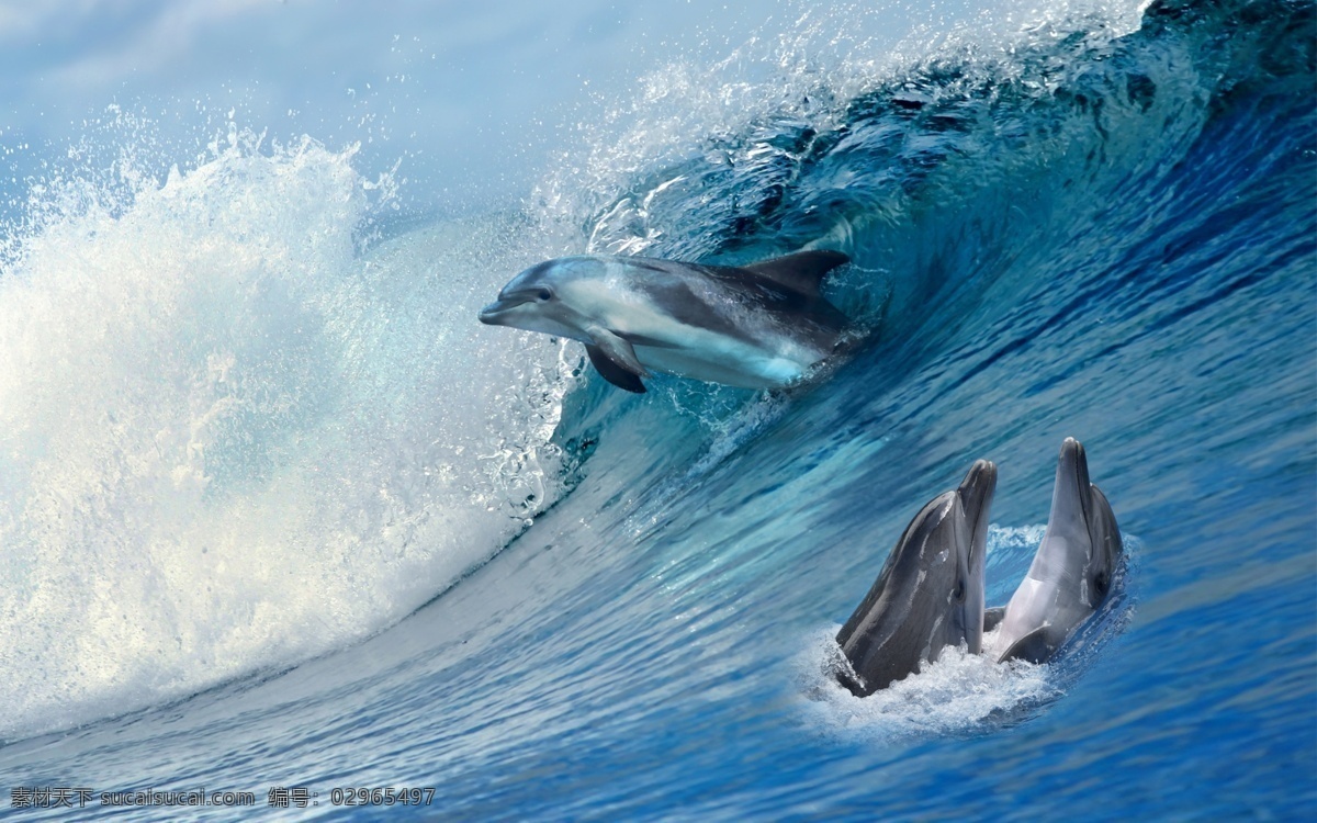 海洋 蓝色 海豚 分层 图 水 海 动物 巨浪 品质 高端 大海 蔚蓝 光照 深蓝 背景 高清 儿童城 儿童房 海洋馆