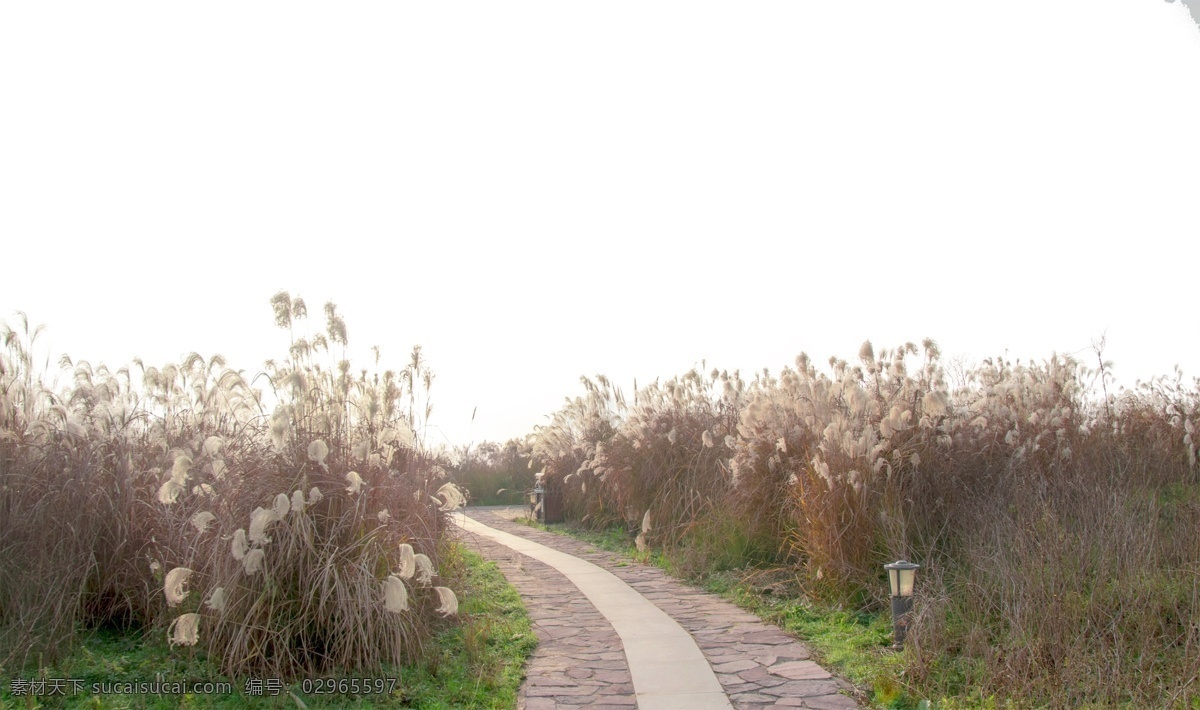 芦苇 芦苇荡 芦苇丛中的路 芦苇丛 芦苇公园 湿地公园 一条路 夕阳下的芦苇