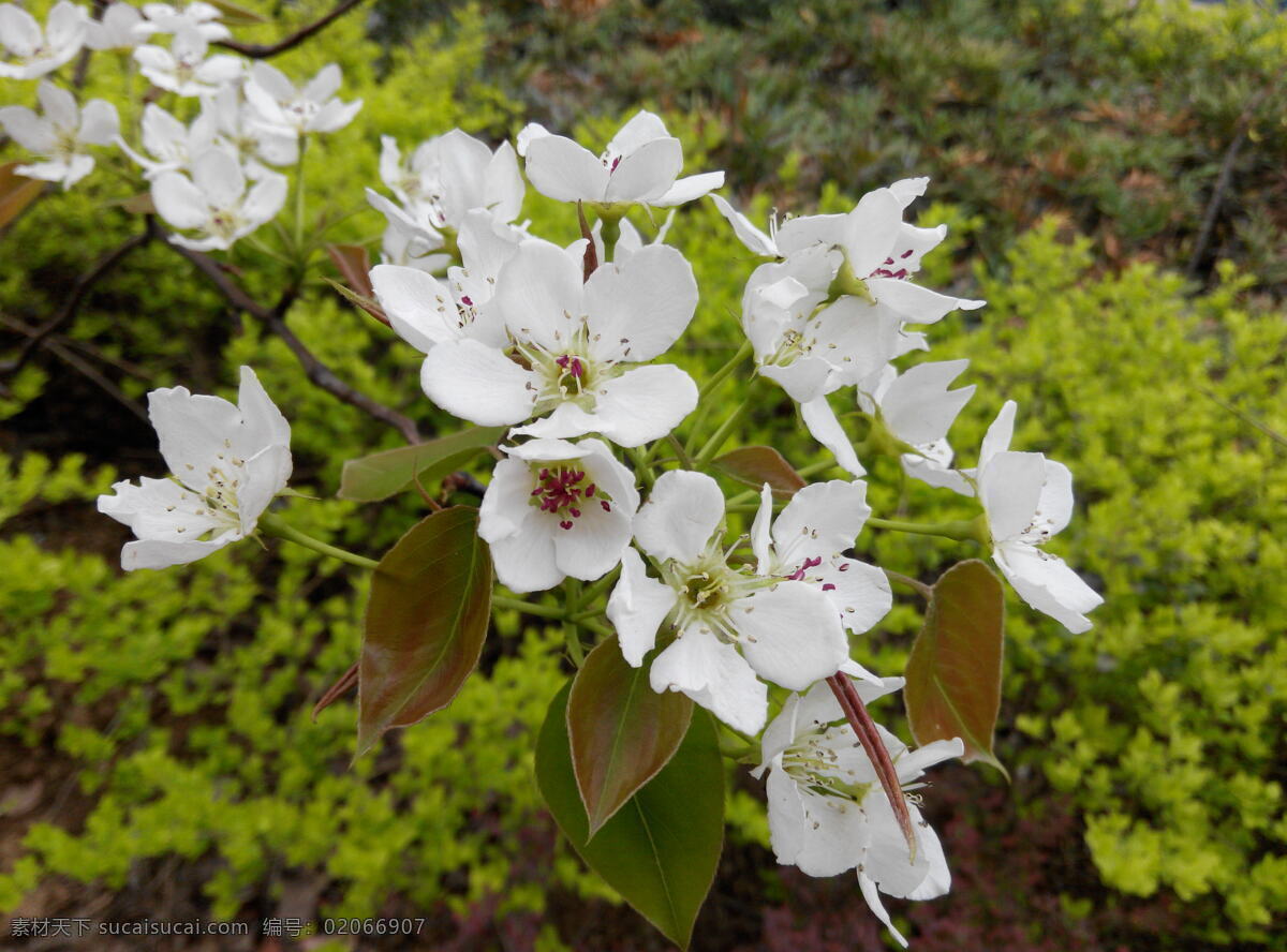 白色的苹果花 绿色 漂亮的苹果花 植物 花草 生物世界 黑色