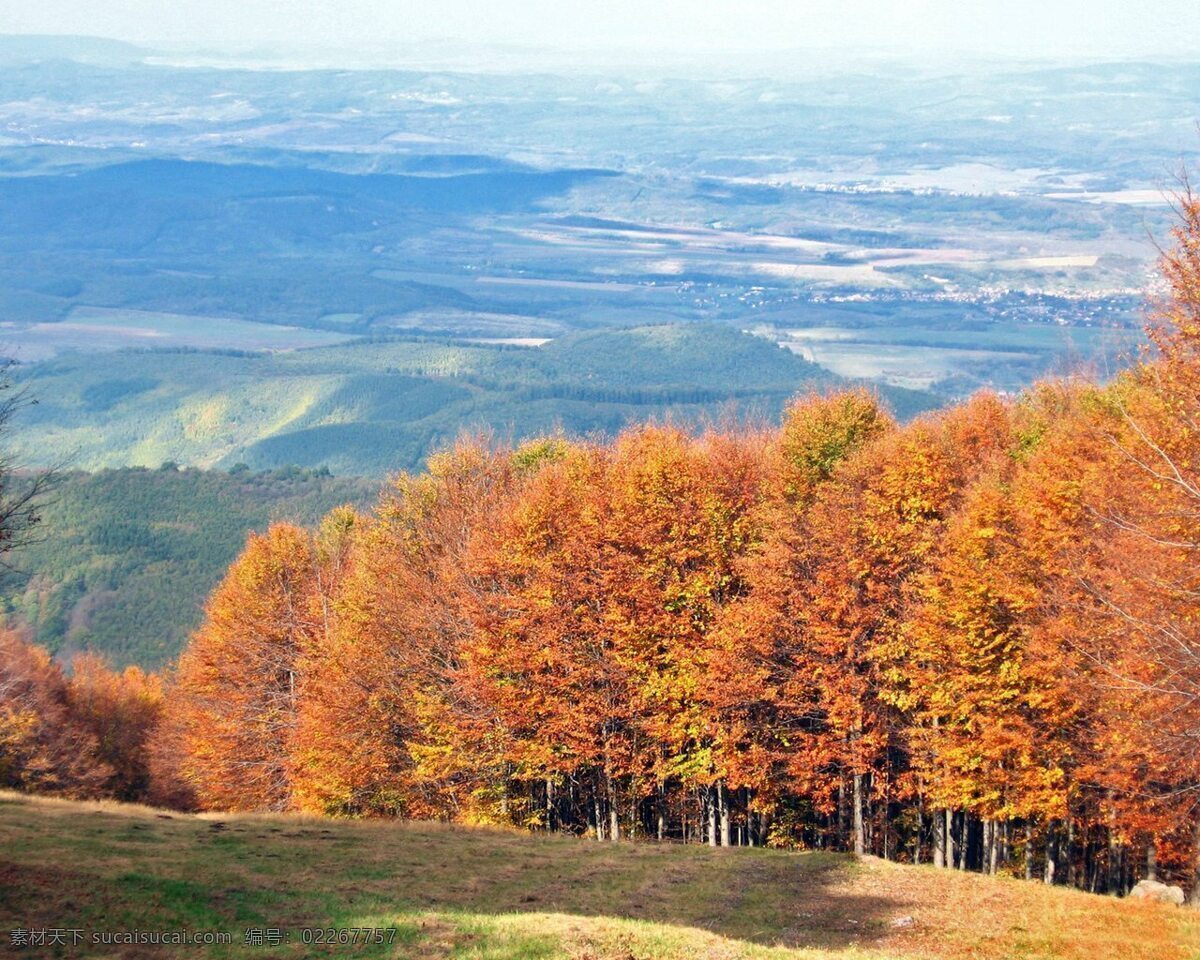 秋天 远眺 山 树林 风景 生活 旅游餐饮