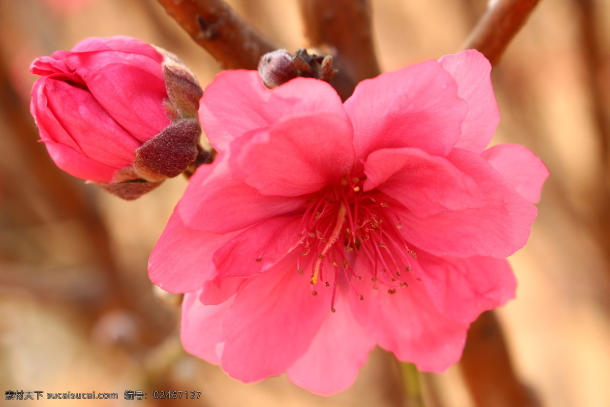 美丽的桃花 桃花 桃花运 植物 花园 桃红 美丽 花朵 桃花园 春天 花香 花瓣 微距摄影 开花 花草 生物世界 粉色