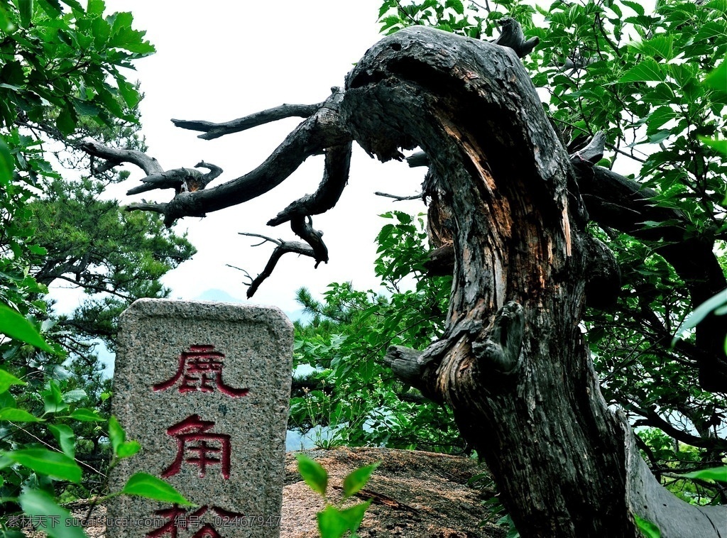 千山鹿角松 唯美 风景 风光 旅行 辽宁 鞍山 千山 自然 鹿角松 旅游摄影 国内旅游