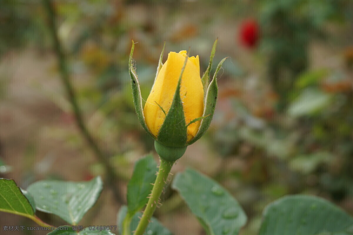 黄色月季花苞 金黄色 圣杯月季 花蕾 水珠 b35 花型 花 荷花 玫瑰 生物世界 花草