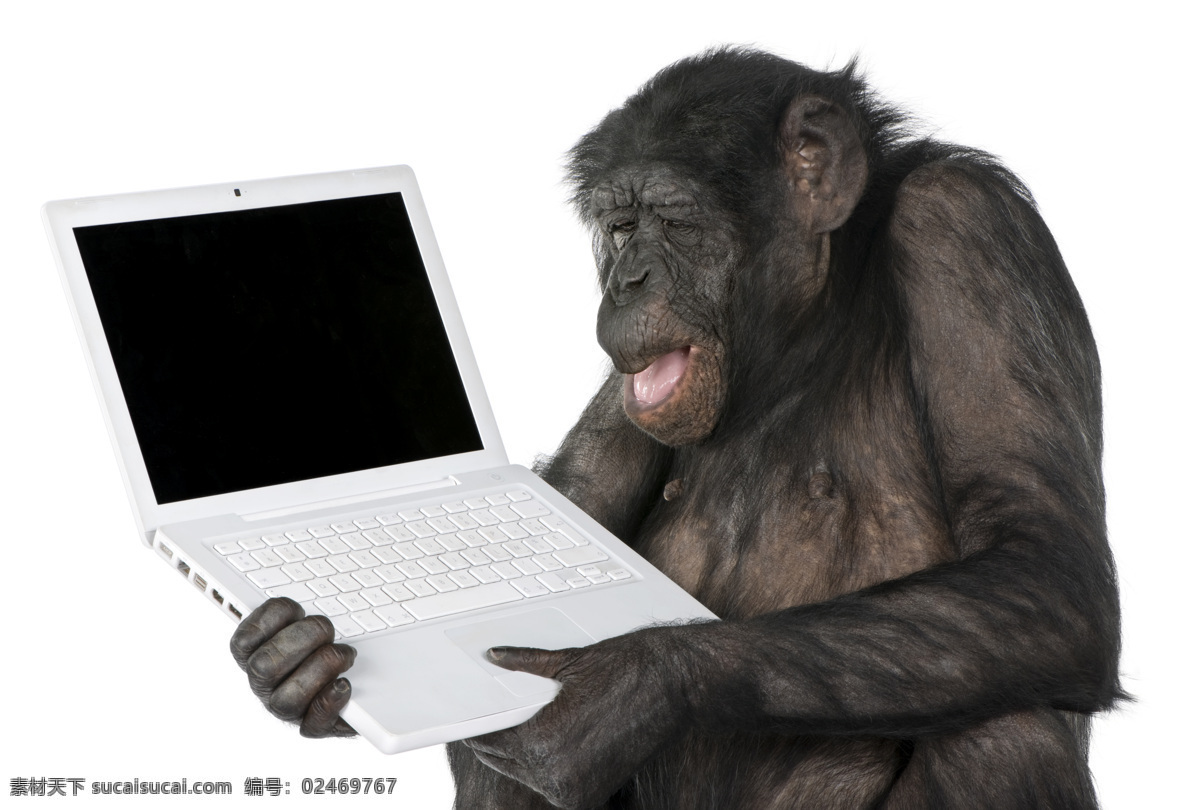 手 笔记本 电脑 猩猩 笔记本电脑 大猩猩 黑猩猩 动物世界 陆地动物 生物世界
