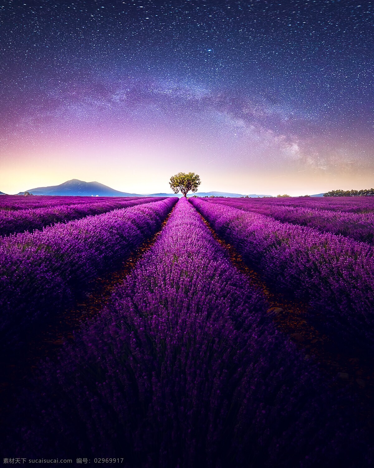 梦幻薰衣草 紫色花朵 浪漫 花园 花朵 花草园艺 插图 花草背景 花卉 观赏植物 香料 花艺 园艺 蓝色 鲜花 紫色 熏衣草 薰衣草地 薰衣草种植 农业 野生植物 薰衣草田 薰衣草 树 天空 花 云 云彩 风景 摄影照片 自然景观 田园风光