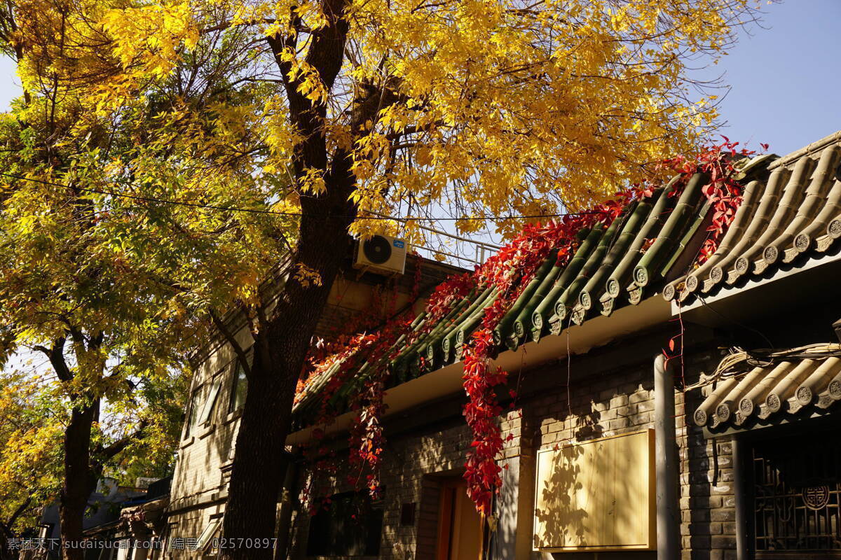 胡同 秋天 北京 旅游 秋色 秋景 老房子 黄叶 红叶 旅游摄影 国内旅游