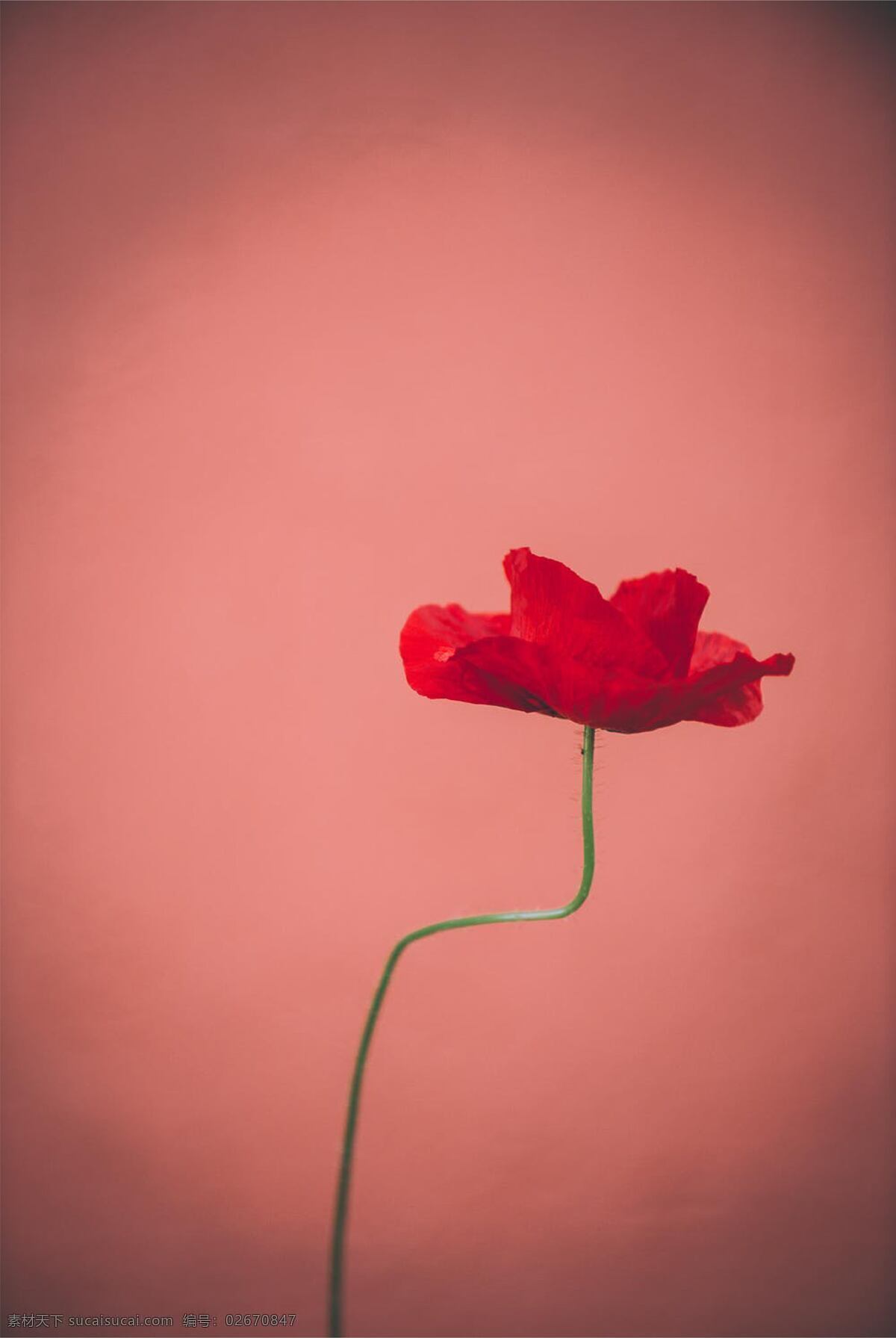 红花 花 美丽 海报 元素 背景 生物世界 花草