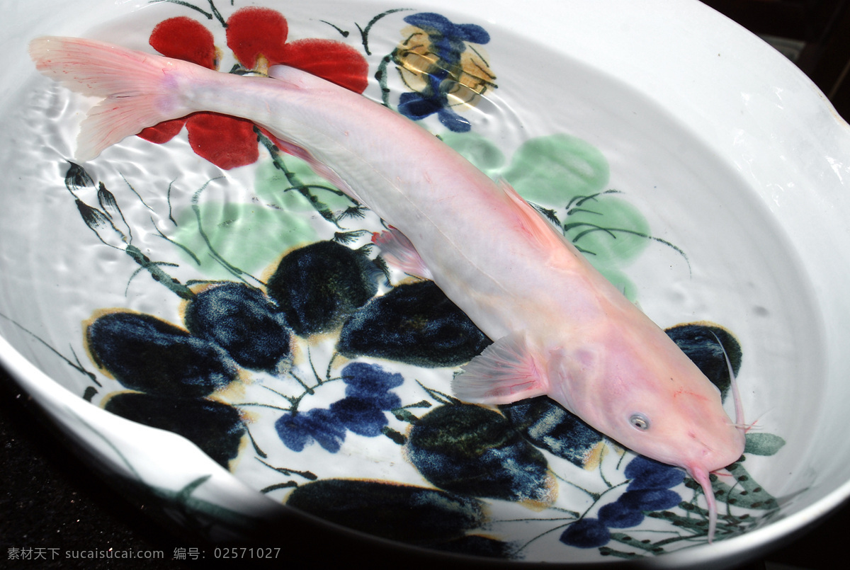 红沙鱼 鲜活 海鲜 新鲜海产品 水产品 生物世界 鱼类