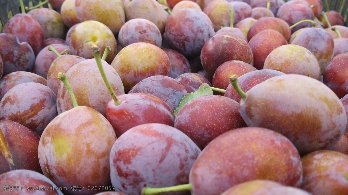 新疆 阿克苏 水果 有机西梅 绿色 无公害 有机水果 餐饮美食 食物原料