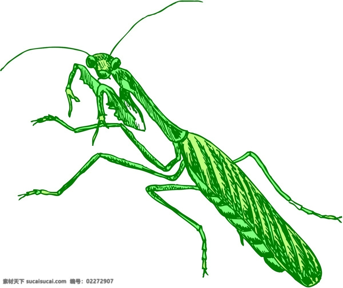 甲虫 昆虫 矢量素材 格式 eps格式 设计素材 昆虫世界 矢量动物 矢量图库 白色