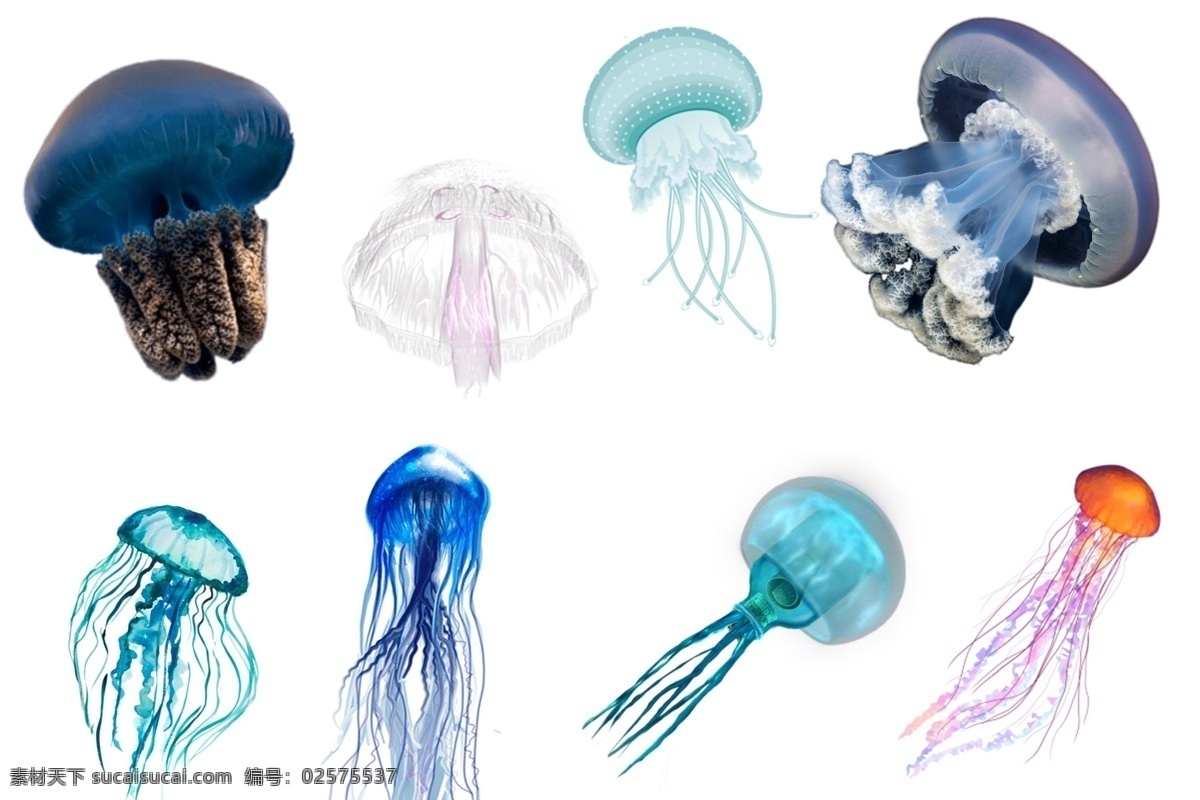 透明素材 png抠图 云母 海蜇 水产 浮游生物 海月水母 灯箱水母 十字水母 僧帽水母 水螅水母 管水母 非 原创 透明 合 辑 分层