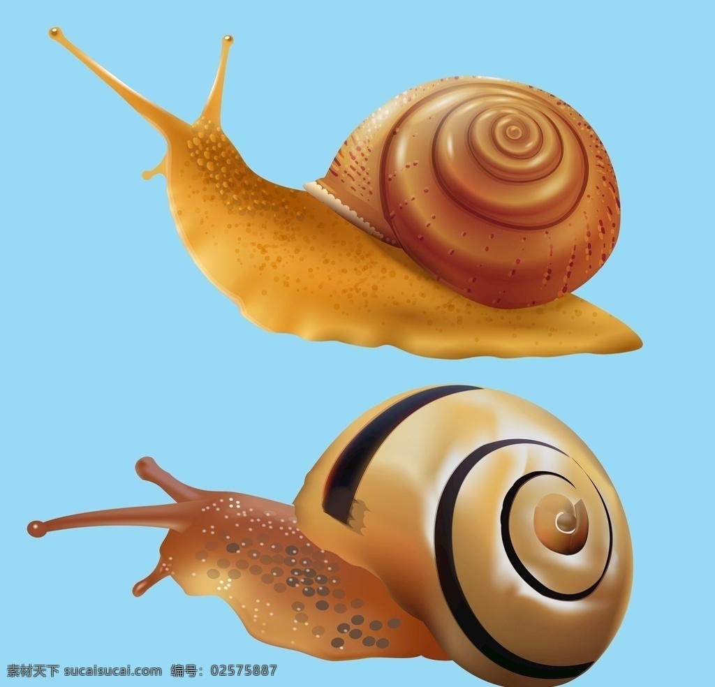 动物 蜗牛素材 动物素材