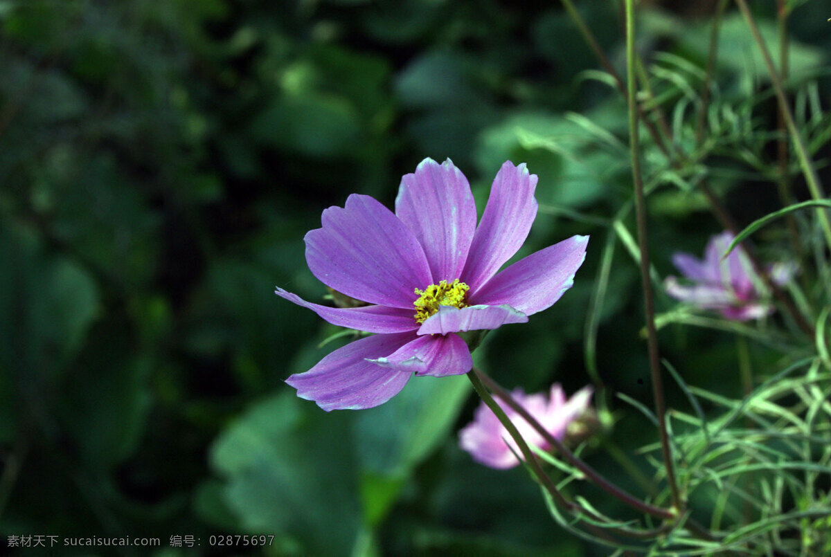 紫色 格桑 花 高清 鲜花 花卉 花朵 花草 植物