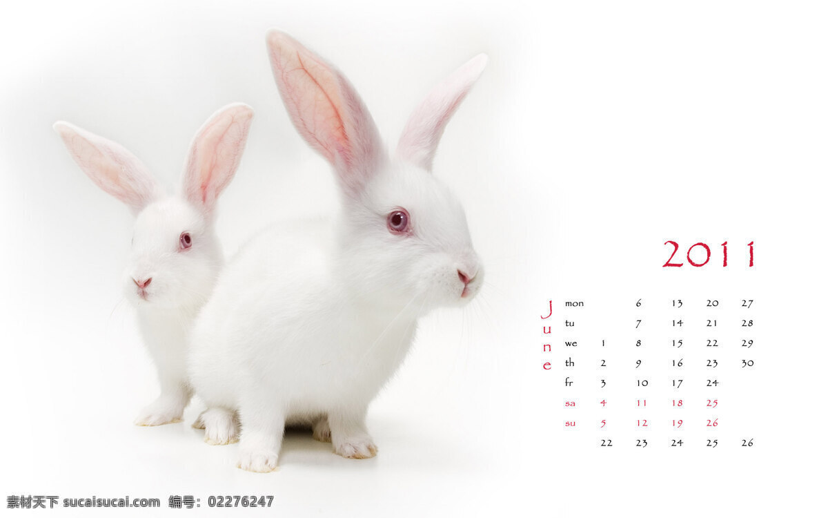 2011 兔年 挂历 六月 白兔子 生活百科
