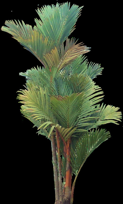 高大绿植元素 高大 绿色 植物 芭蕉 清新