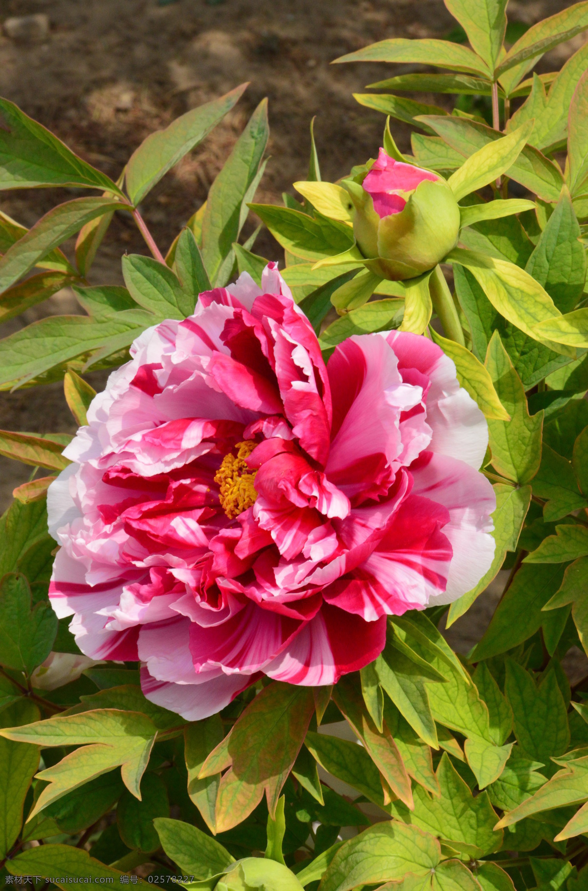 牡丹花 牡丹 观赏花卉 鼠姑 木芍药 百雨金 洛阳花 花朵 花瓣 花蕊 花卉 花儿 花草 植物 园林绿化 绿化景观 芍药牡丹 生物世界