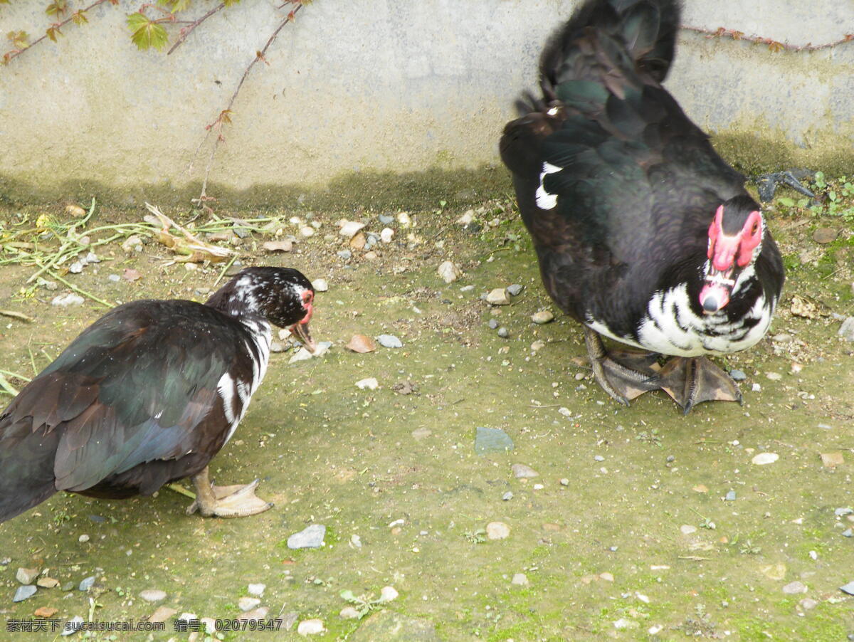 春季 动物 和风 户外 家禽 家禽家畜 惬意 乡间野趣 生物 乡间 乡村 鸭子 洋鸭 觅食 寻觅 壮实 膘肥体壮 羽毛 毛色 光溜 生物世界 psd源文件