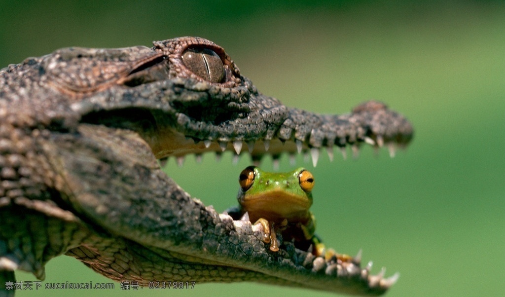 鳄鱼 crocodile 动物 野生 青蛙 鳄鱼嘴 生物世界 野生动物