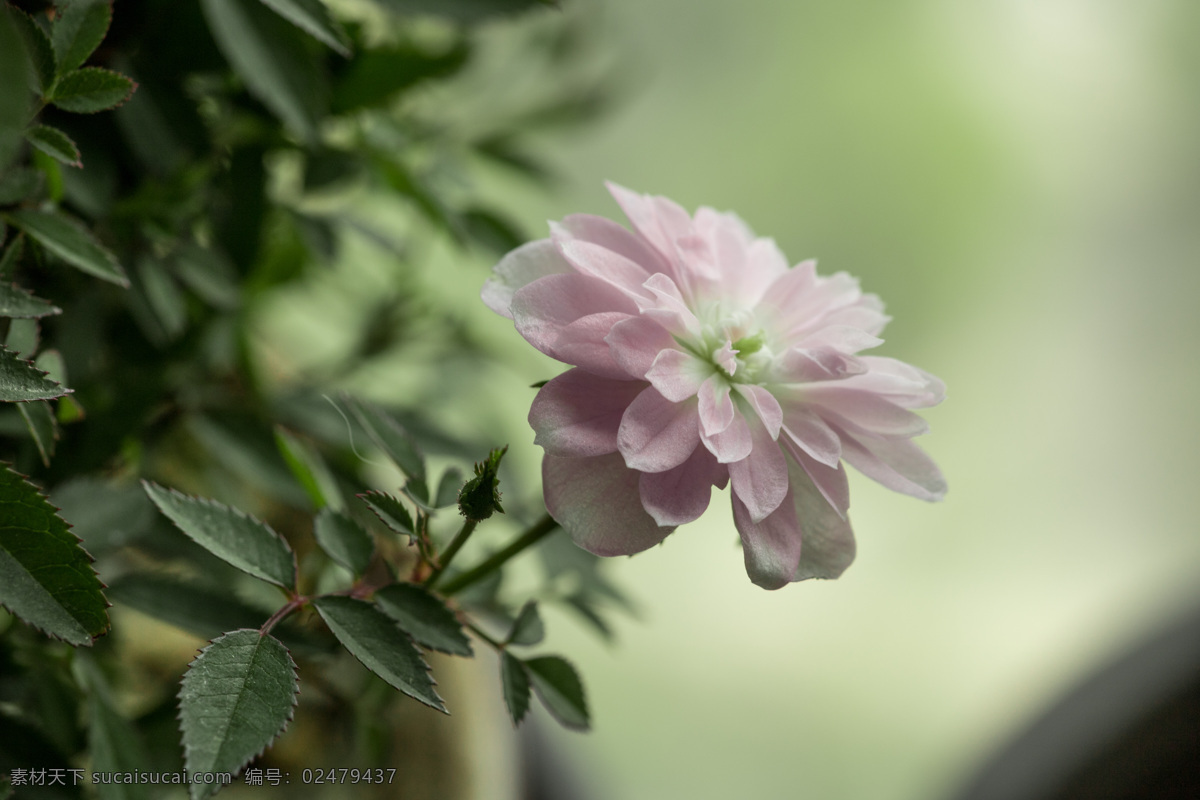 月季 姬乙女 月月红 花 花卉 花草 绿植 玫瑰 粉花 粉色 粉色花 夏天 阳台 微距 花蕊 花心 开花 绽放 绽开 花朵 花骨朵 月季玫瑰 生物世界