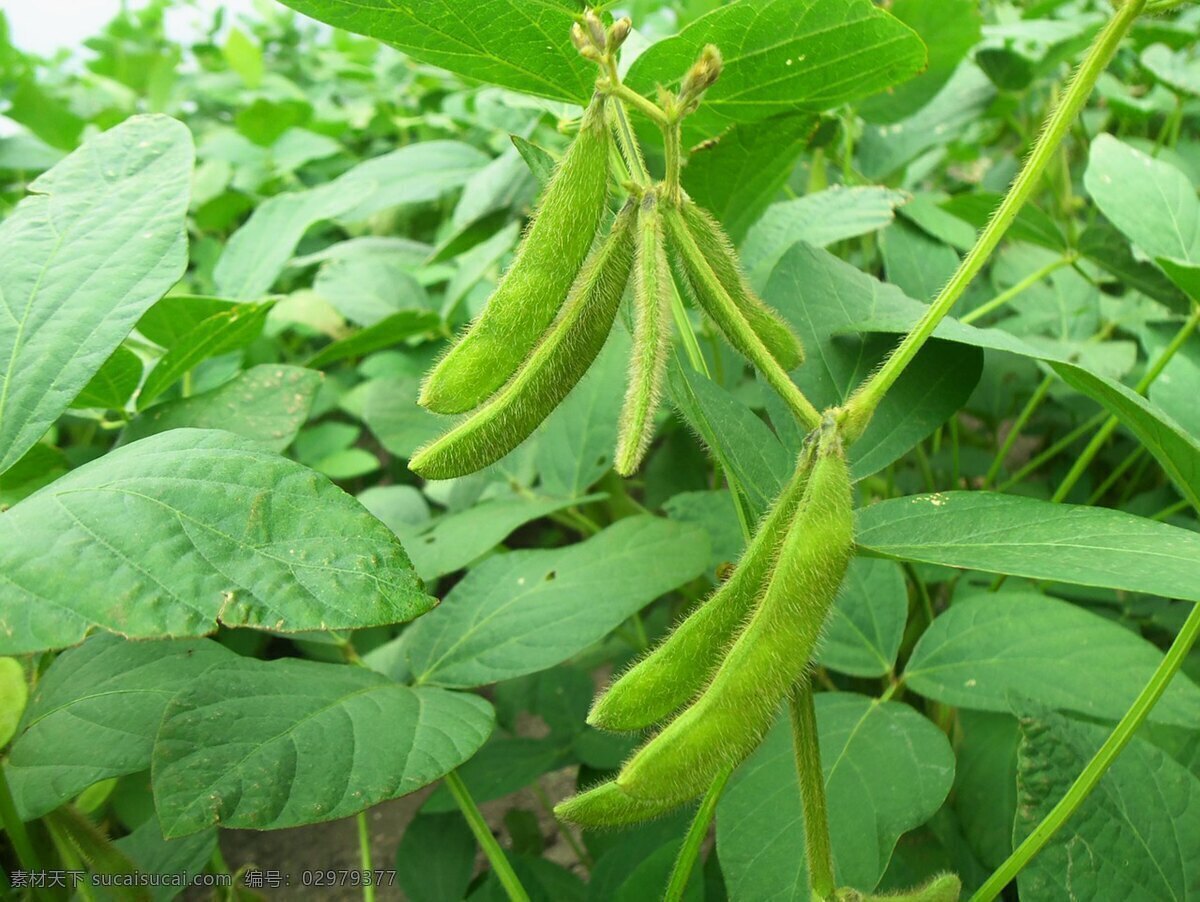 毛豆 黄豆图片素材 黄豆 植物 绿色植物 农作物 黄豆叶 绿色 大豆 大豆叶 豆科植物 素材类