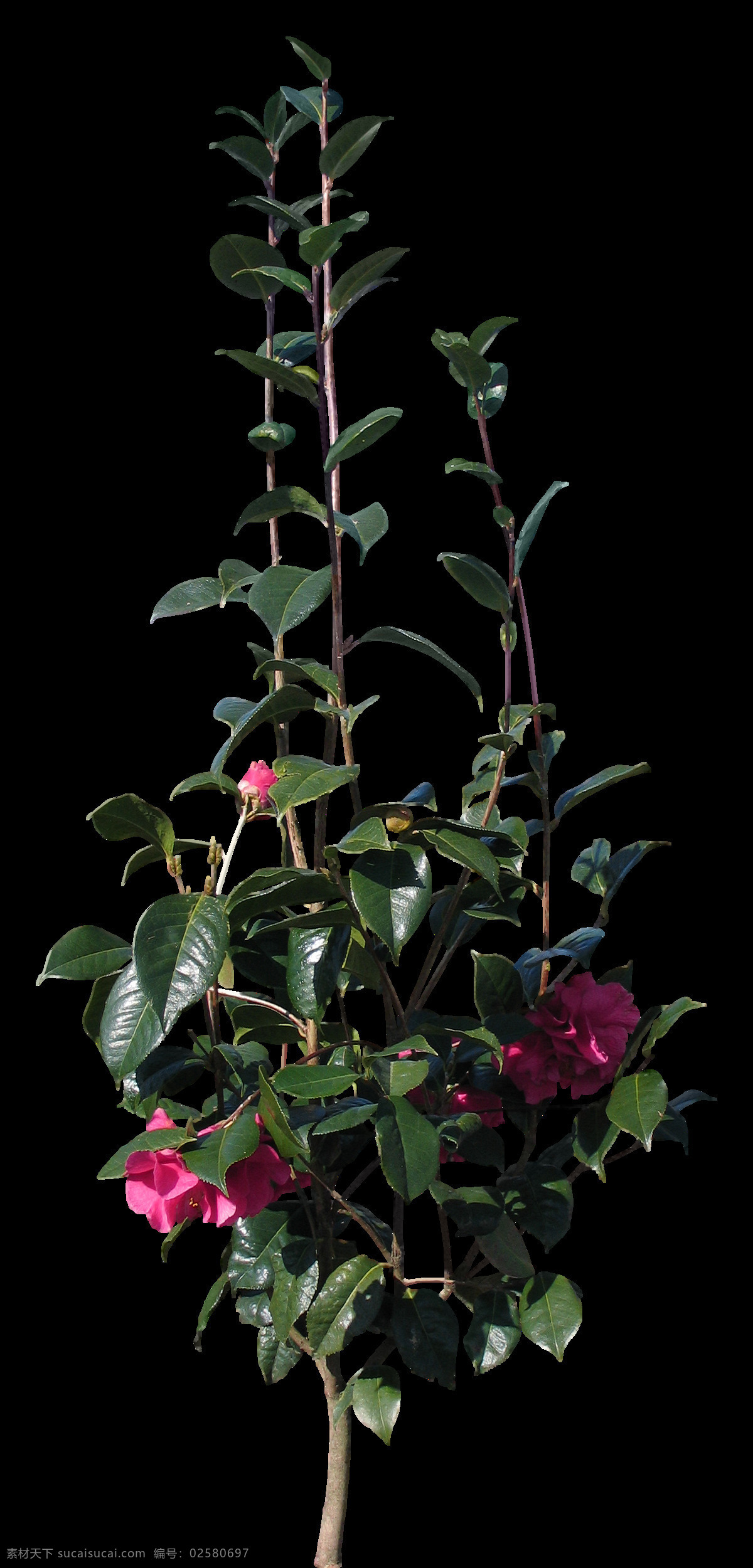 免 扣 树木 花卉 植物 矢量树 绿色树木 树木素材 免抠树木 花丛 藤蔓 枯树 竹子 竹叶 飘落 园林设计 树 道路树 树免扣 高大树 绿树 道路树木 建筑效果图 合成素材 枫树 广玉兰 果树 树丛 芭蕉树 香蕉树 荷花 莲花 绿色植物 绿色 园林 围栏 铁艺 psd素材
