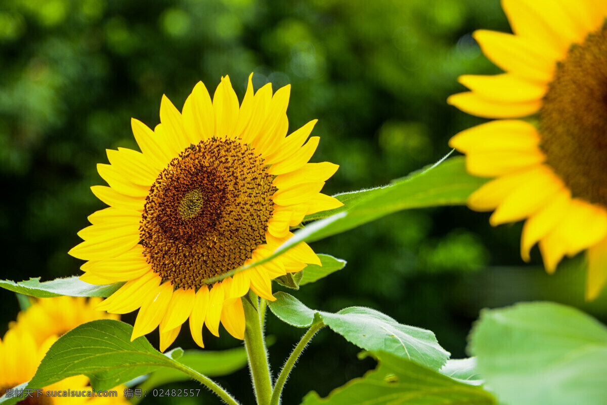 向日葵 高清向日葵 向日葵花 绿色植物 向日葵园 黄色向日葵 向日葵摄影 向日葵图片 植物 唯美向日葵 向日葵田 葵花 盛开向日葵 太阳花 花草 花卉 生物世界