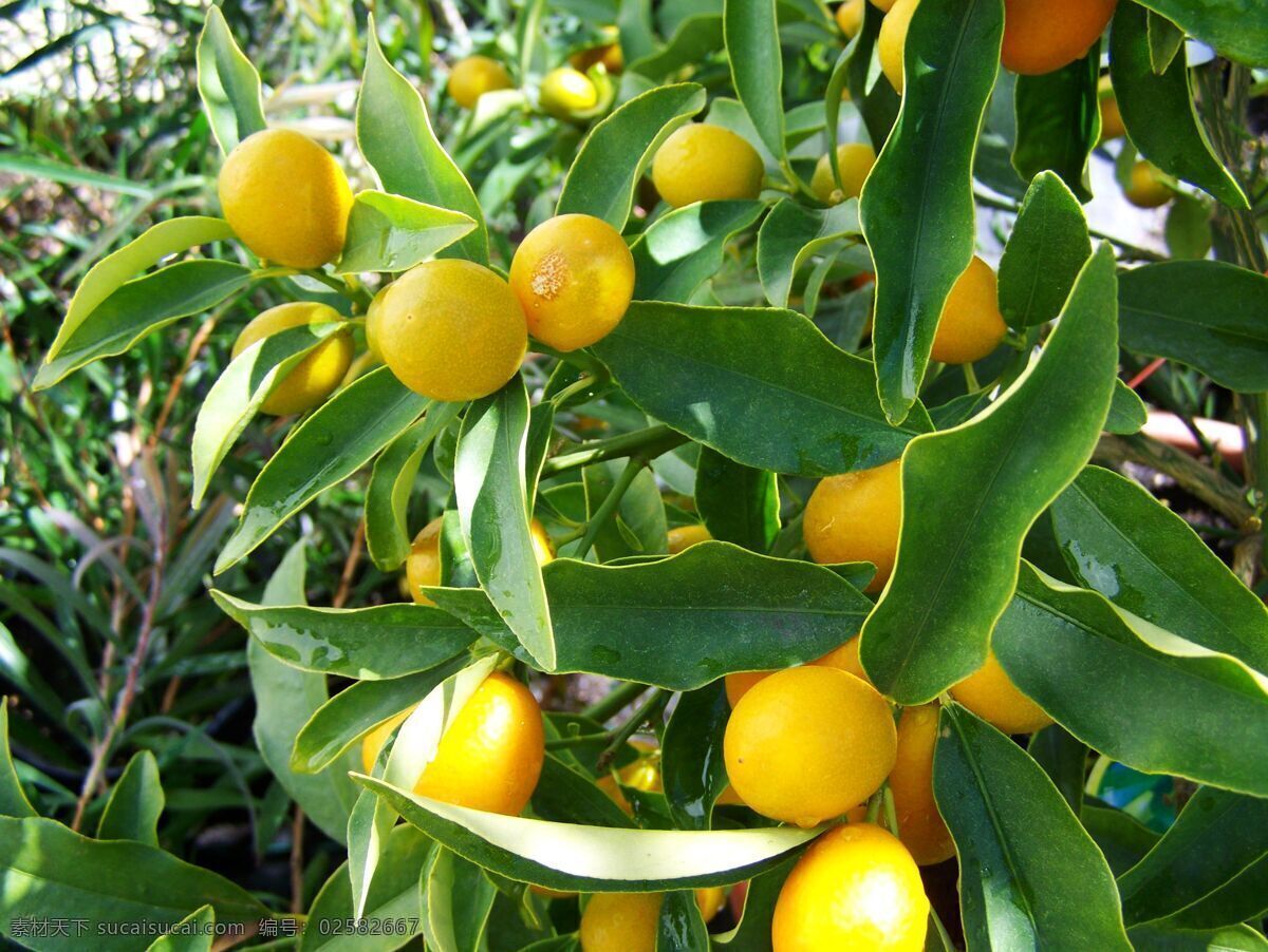 成熟 柠檬 有机水果 绿色水果 农产品 生态农业 种植园 生态园 生物世界 水果