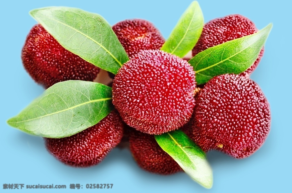 水果图片 水果 水果素材 杨梅 杨梅素材
