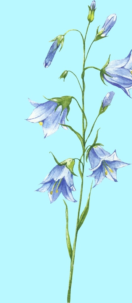 花卉树叶 花卉 植物花卉 植物画 花朵画 花朵绘画 花朵美术 手绘花朵 花朵水彩 水彩花朵 花草绘画 花朵插画 植物插画 水彩植物 手绘植物 手绘树叶 水彩树叶 树叶 花卉背景 花卉底纹 鲜花 花朵 叶子 花叶 绿叶 绿色叶子 小花 小花朵 竹 植物 文化艺术 绘画书法