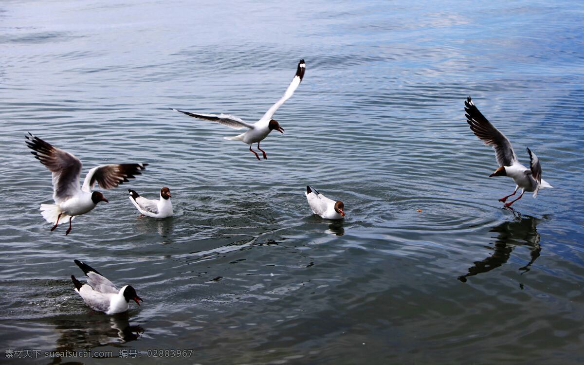 比翼双飞 青海 青海湖 湖水 碧波 鸟类 红嘴鸥 飞翔 游戏 青海湖鸟岛 鸟的乐园 生物世界