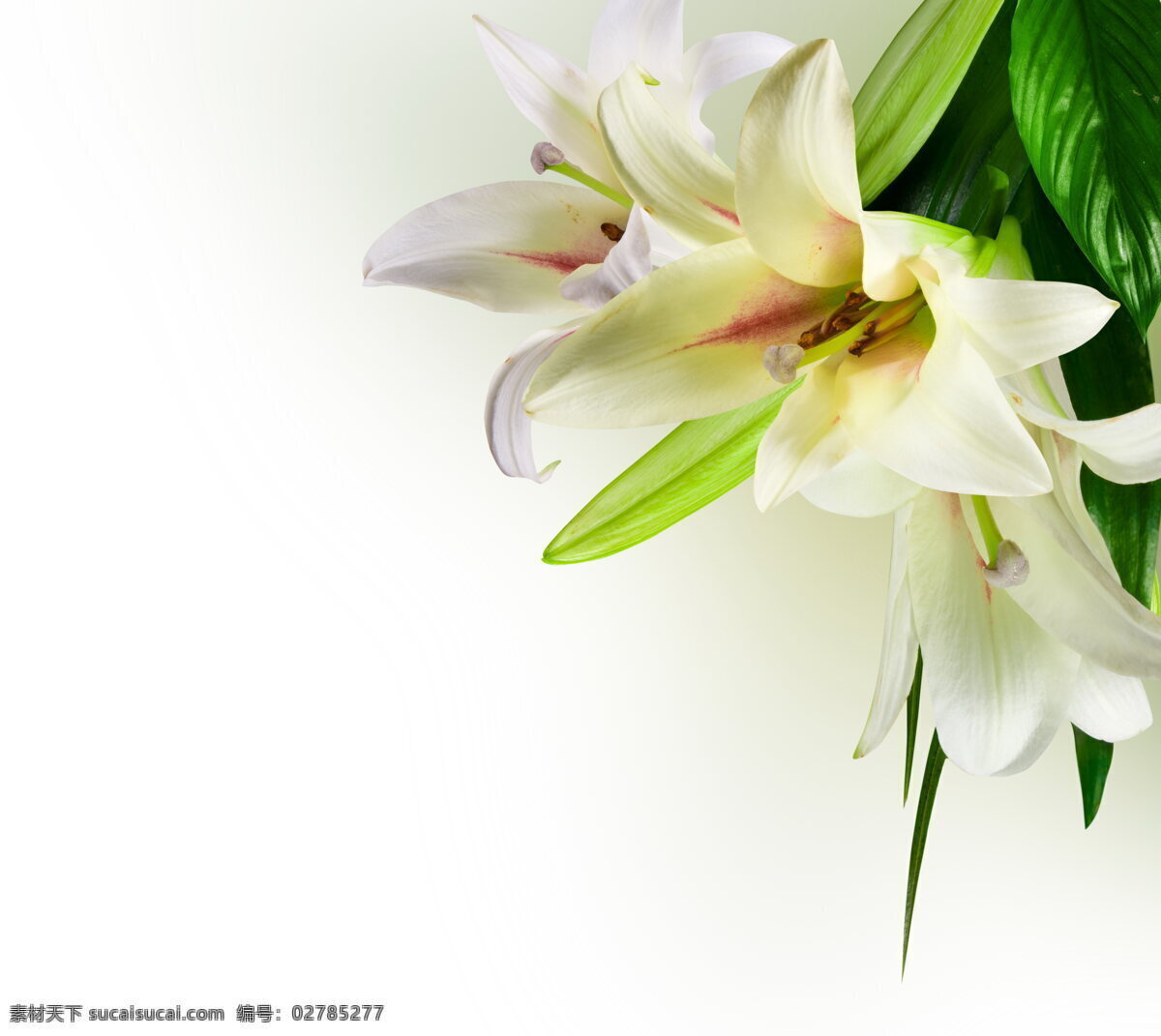 白百合花 白色花朵 百合花 白花 白百合 花瓣 花朵 鲜花 绿叶 唯美花朵 花卉 花草 植物 生物世界 树木