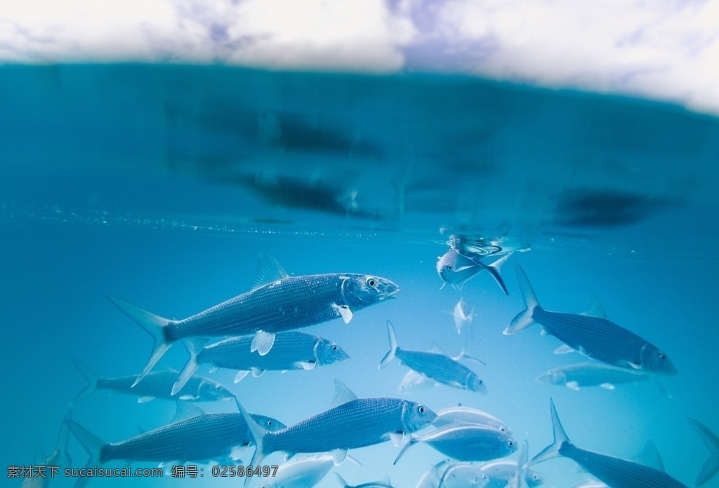 鱼图片 鱼 海底世界 海洋生物 鱼类 小丑鱼 狮子鱼 八宝鱼 鳐鱼 带鱼 斗鱼 海鱼 彩色的鱼 鲨鱼 小鲨鱼 金枪鱼 珊瑚 水母 金鱼 鲤鱼 锦鲤 鱼塘 生物世界