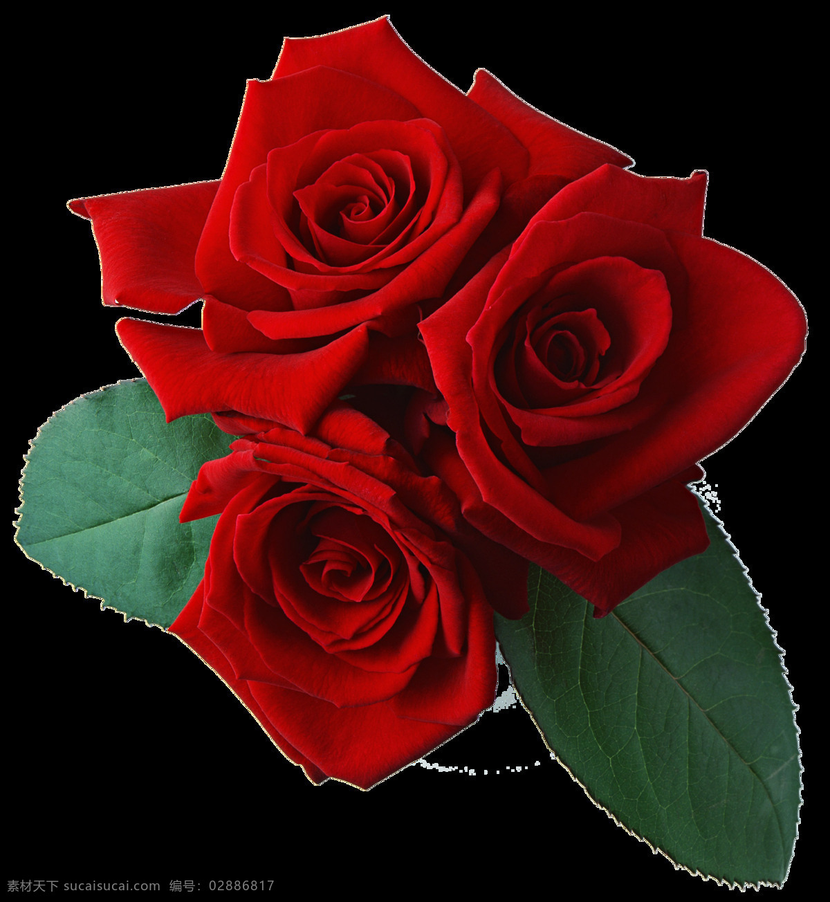 清新 红色 玫瑰花 元素 浪漫 玫瑰 花 情人节 免扣 透明元素