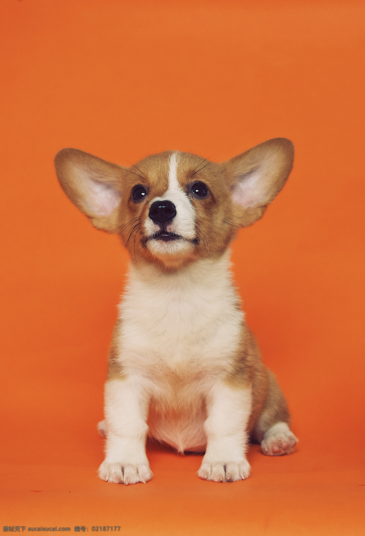 小狗 可爱 毛茸茸 犬 动物 宠物 萌犬 伙伴 狗写真 家犬 宠物狗 家畜 导盲犬 吉娃娃 忠诚 黑狗 白狗 狗素材 狗壁纸 小狗壁纸 狗背景 狗设计 狗狗 人与狗 可爱小狗 狗摄影 忠犬 狗特写 狗鼻 狗摆拍 一条股 一只狗 遛狗 狗毛 狗头 小狗创意 腊肠狗 小狗动画 小狗狗 狗动态 生物世界 家禽家畜