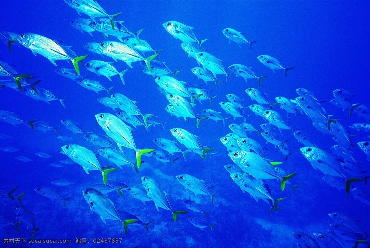 海底世界 鱼群 深邃的海水 清澈的海水 壮观 海洋生物 生物世界