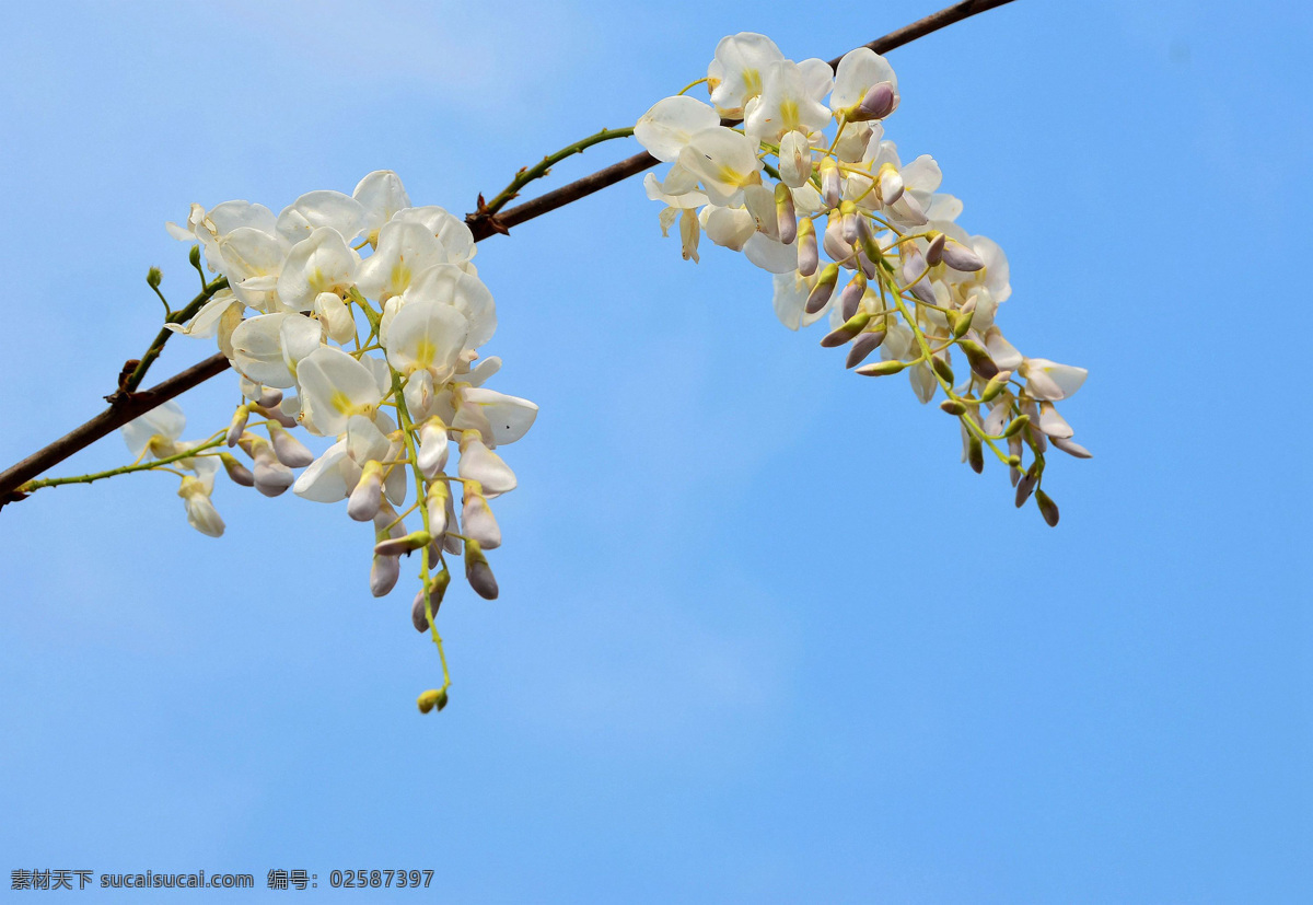 白花 紫藤 桌面壁纸
