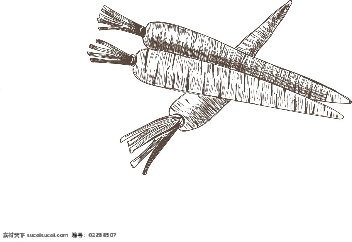 胡萝卜蔬菜 业标志矢量 厨房 卡通 手绘 铅笔画 蔬菜 健康 矢量