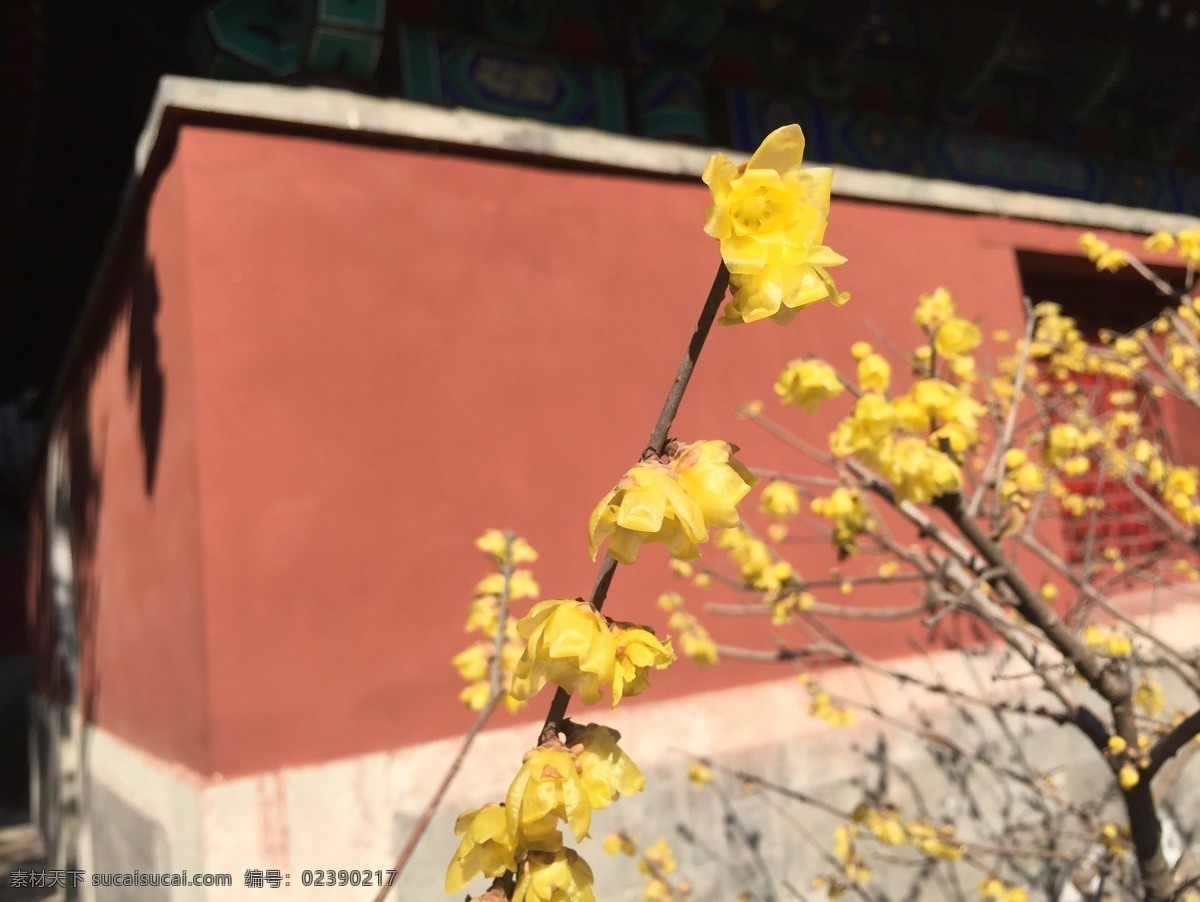 卧佛寺赏梅 卧佛寺 梅花 冬季赏梅 腊梅 生物世界 花草