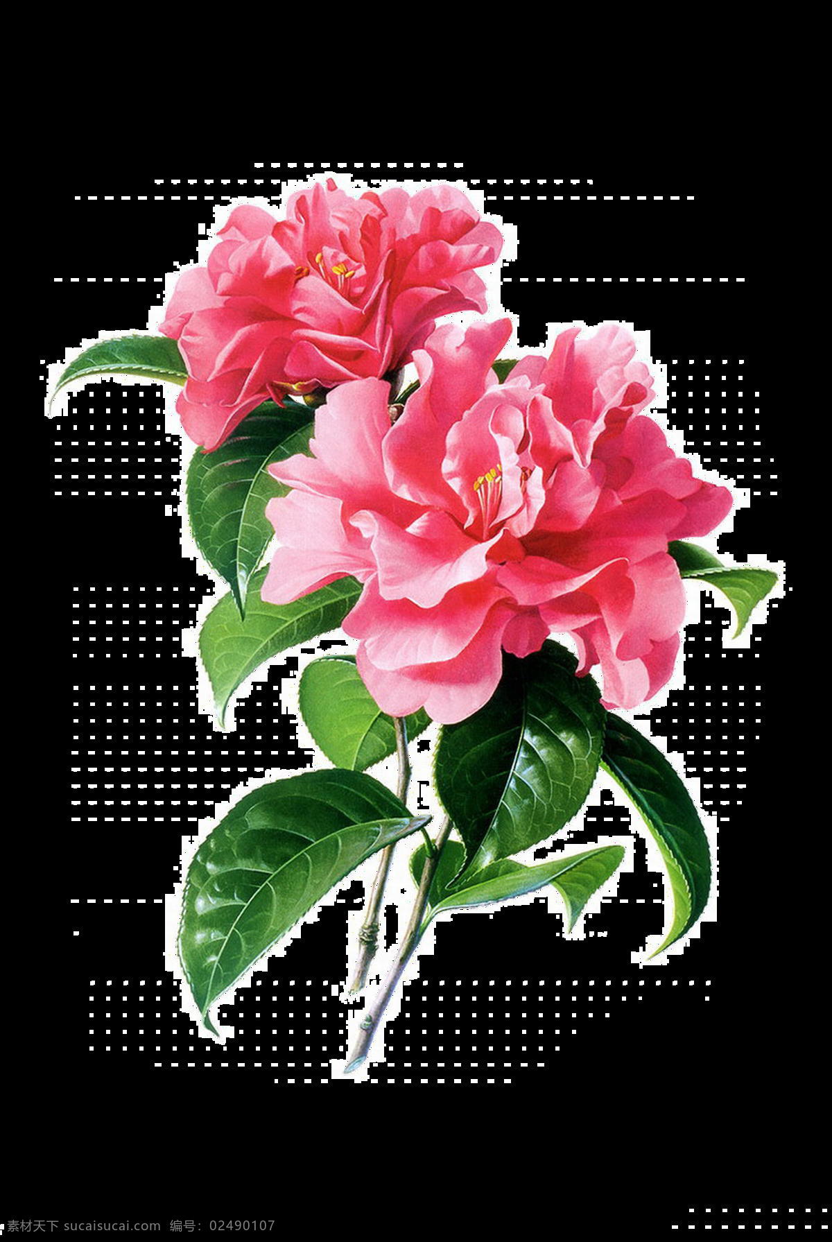 粉色 精致 花朵 透明 美丽 卡通 抠图专用 装饰 设计素材