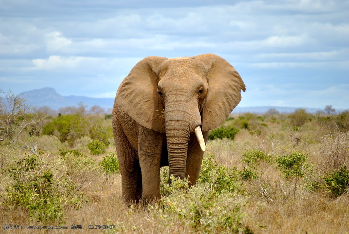非洲 草原 上 大象 非洲草原 野生象 野生动物 动物摄影 动物世界 陆地动物 生物世界