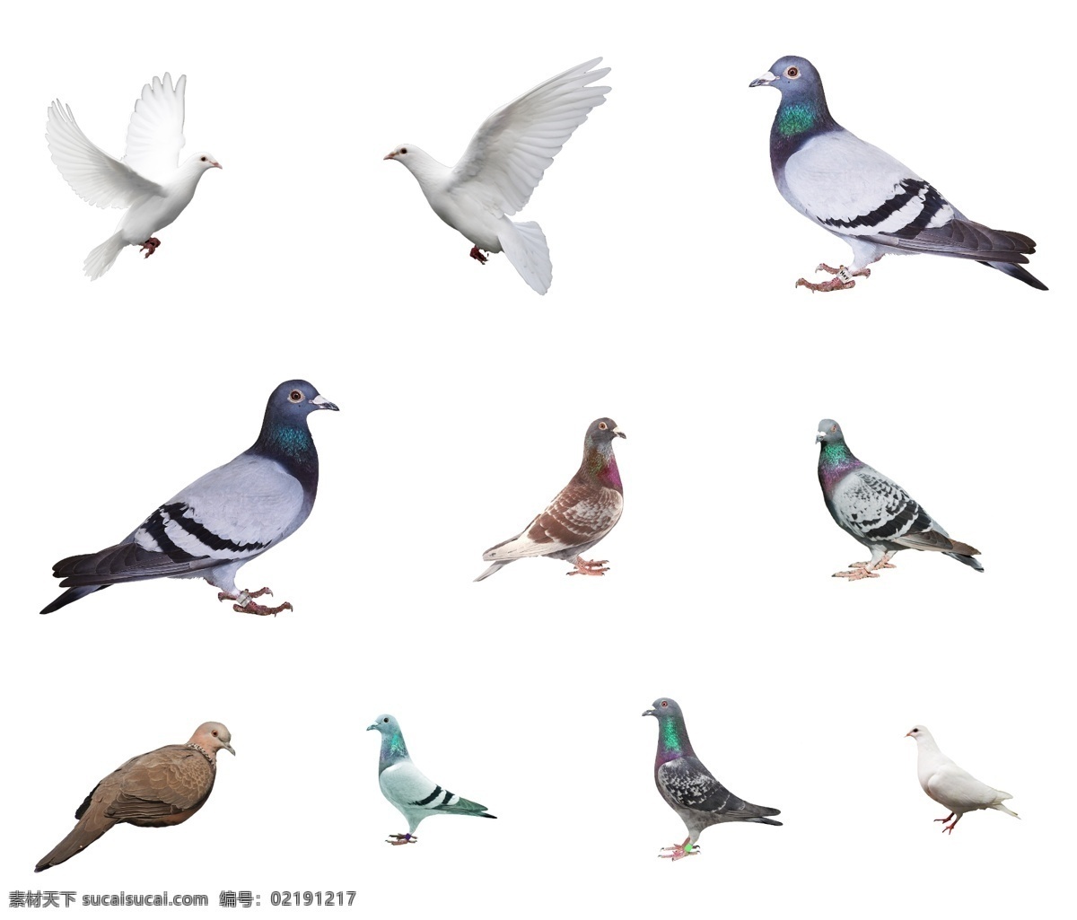 鸽子 分层 素材图片 鸽子分层素材 分层素材 家禽 飞鸽 动物